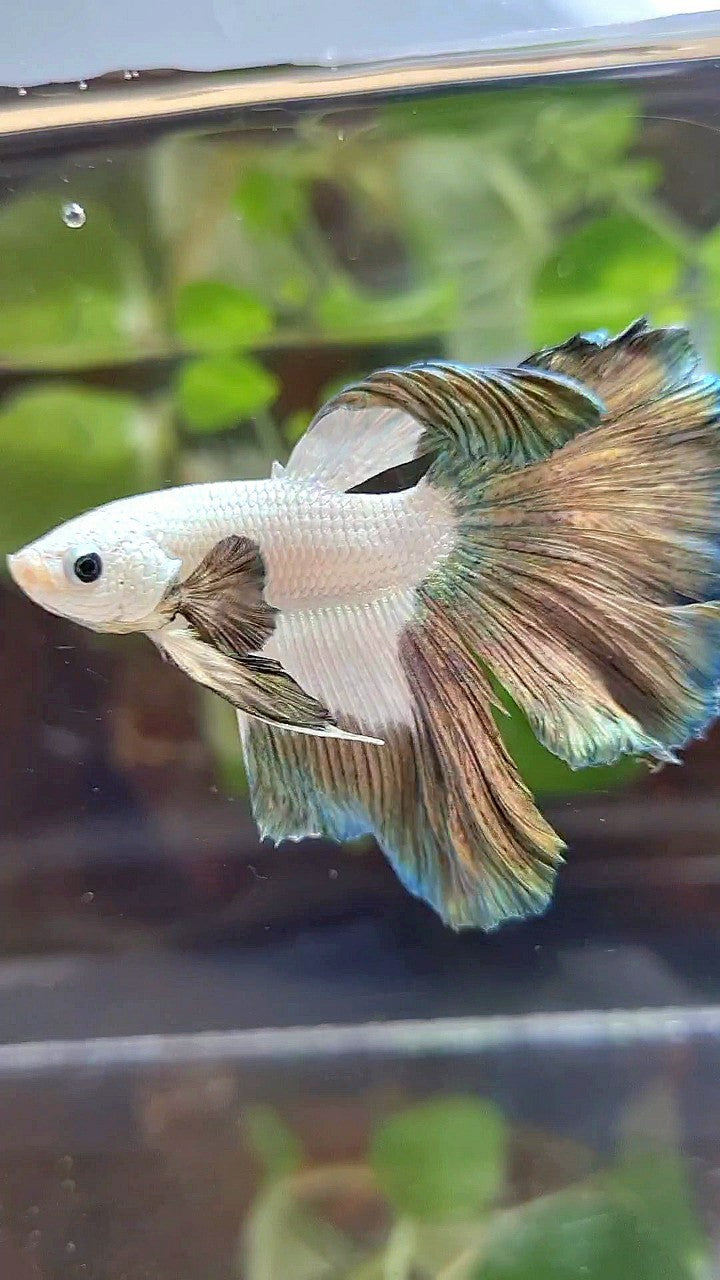 HALFMOON ROSETAIL COPPER RIM PATTERN BETTA FISH