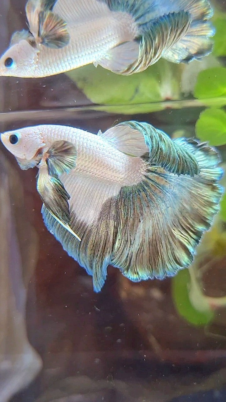 HALFMOON ROSETAIL COPPER RIM PATTERN BETTA FISH
