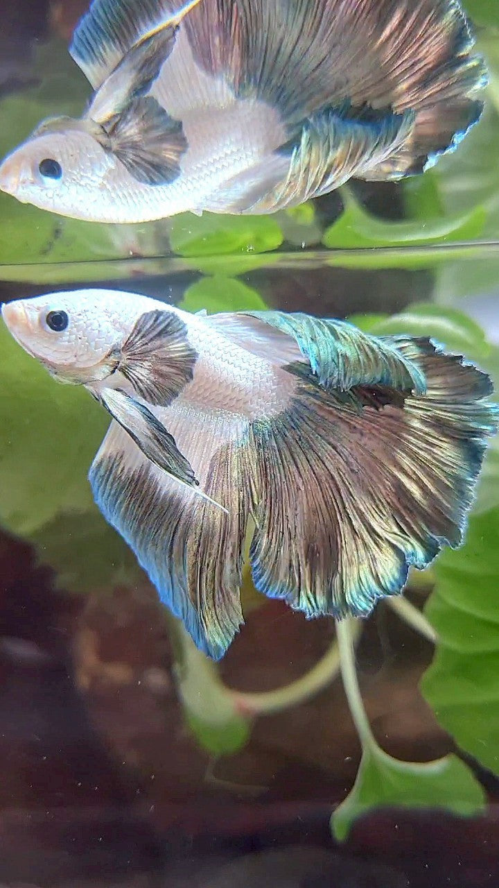 HALFMOON ROSETAIL COPPER RIM PATTERN BETTA FISH