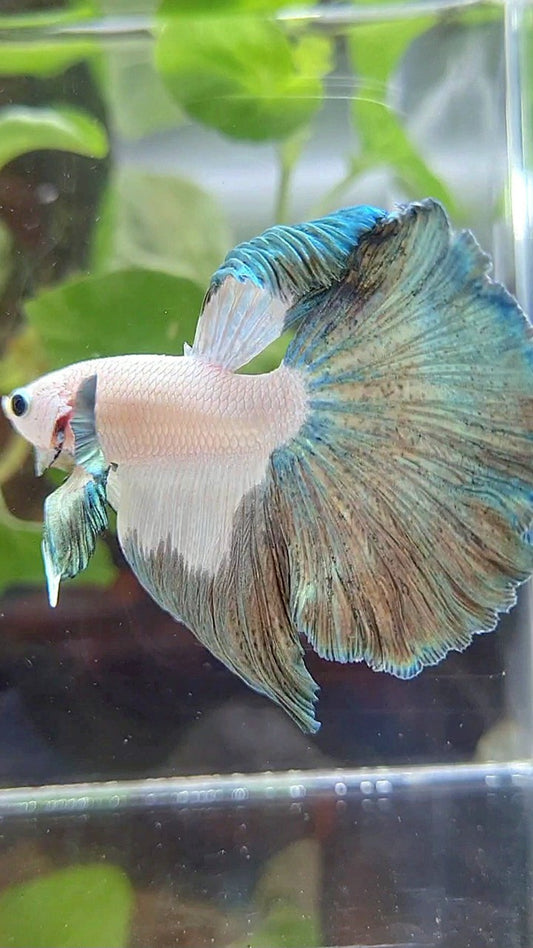 HALFMOON ROSETAIL COPPER RIM PATTERN BETTA FISH
