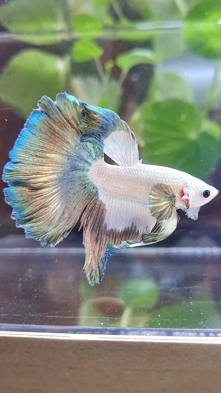 HALFMOON ROSETAIL COPPER RIM PATTERN BETTA FISH