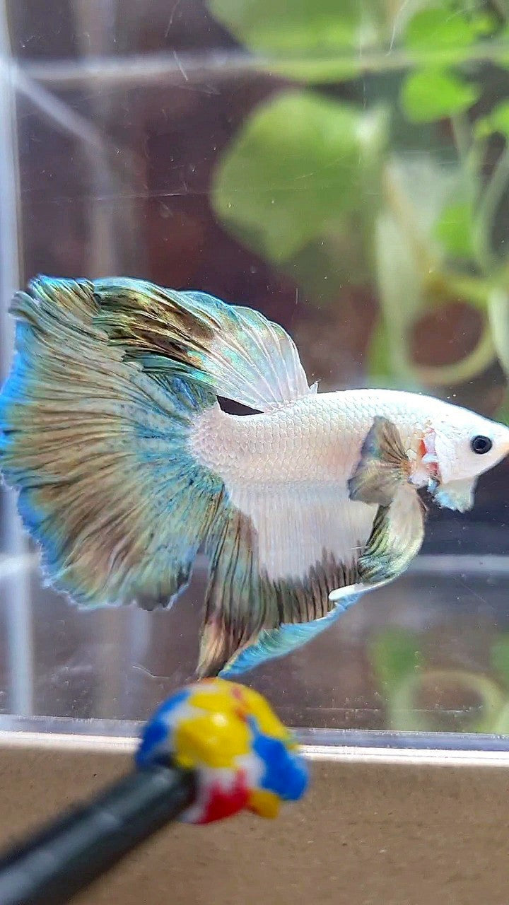 HALFMOON ROSETAIL COPPER RIM PATTERN BETTA FISH