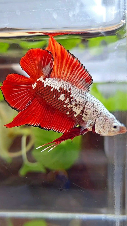 PLAKAT DOUBLE TAIL RED SAMURAI SNOW FULLMASK BETTA FISH