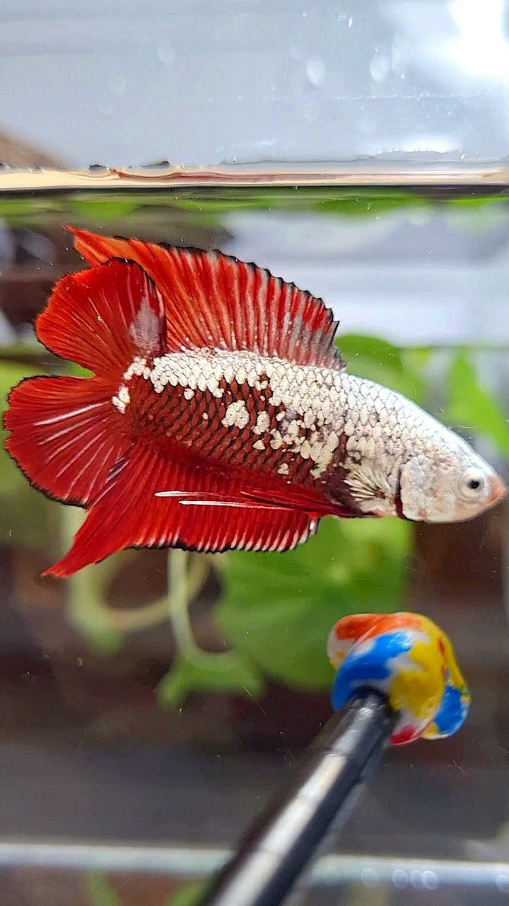 PLAKAT DOUBLE TAIL RED SAMURAI SNOW FULLMASK BETTA FISH