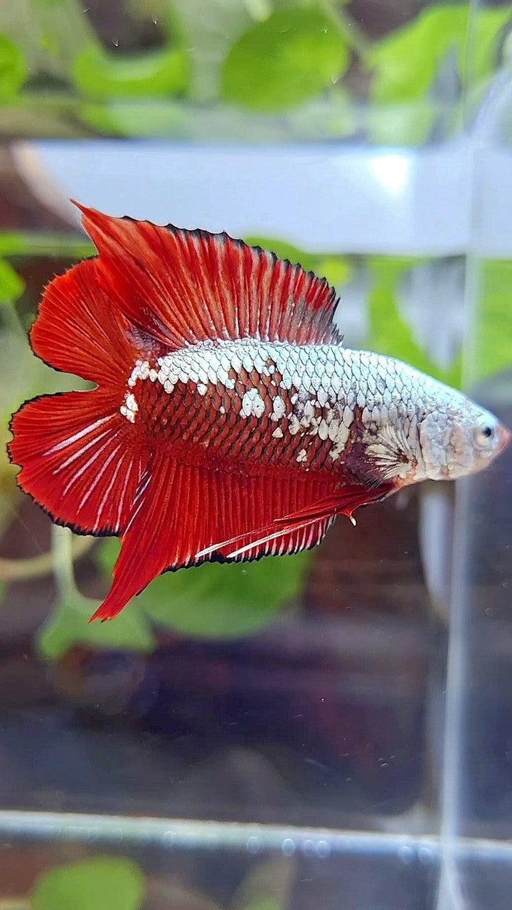 PLAKAT DOUBLE TAIL RED SAMURAI SNOW FULLMASK BETTA FISH