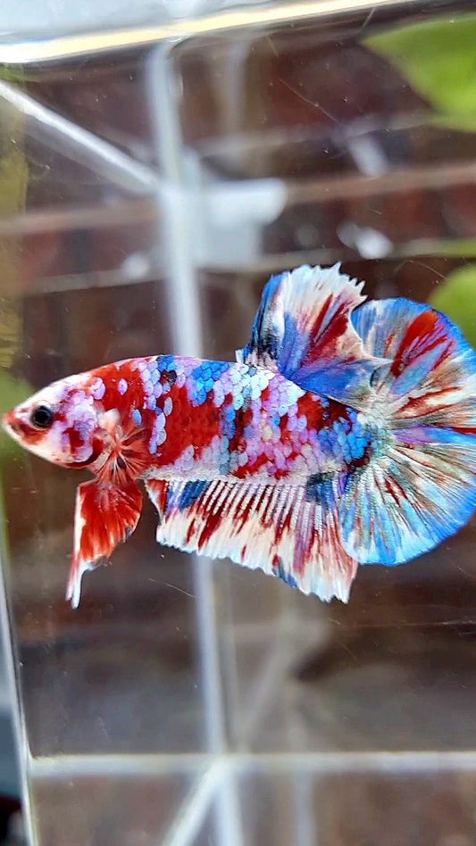PLAKAT BARONGSAI RED WHITE SUPER GALAXY MULTICOLOR BETTA FISH