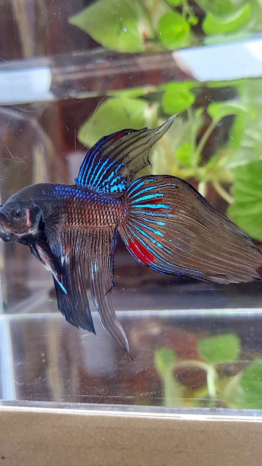 VEILTAIL BLACK AVATAR VARIATION BETTA FISH