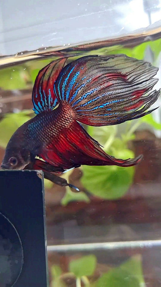 XL VEILTAIL BLACK SERIES FIRE AVATAR BETTA FISH