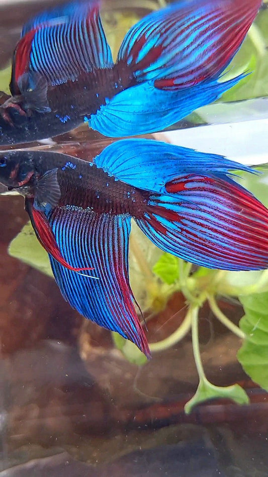 VEILTAIL BLACK SAPPHIRE AVATAR BLUE BETTA FISH