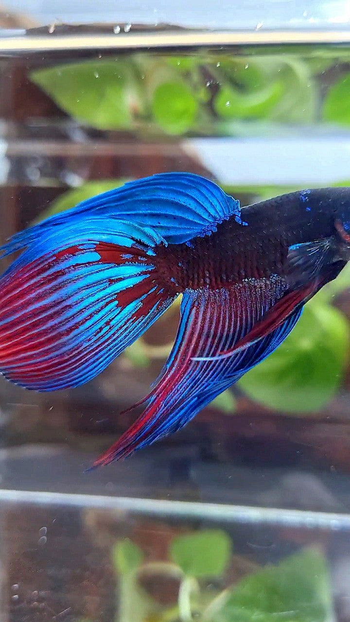 VEILTAIL BLACK SAPPHIRE AVATAR BLUE BETTA FISH
