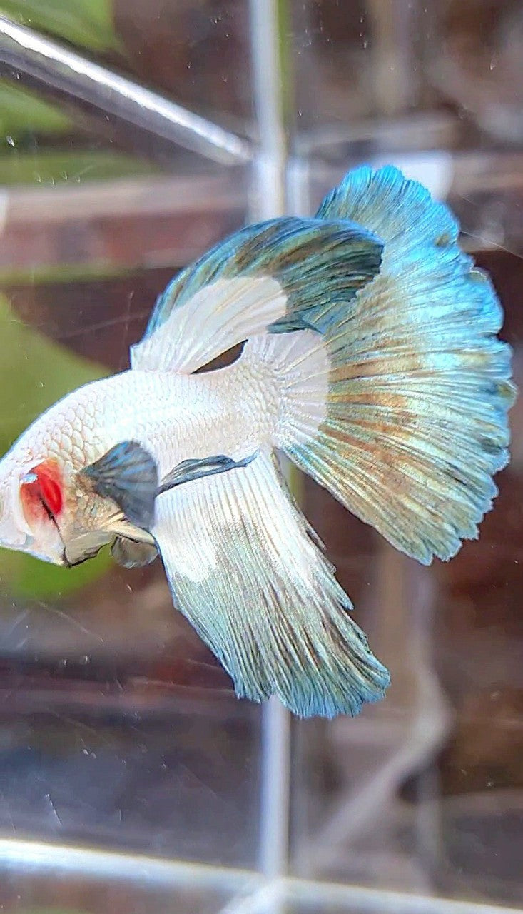 HALFMOON COPPER RIM BUTTERFLY BETTA FISH