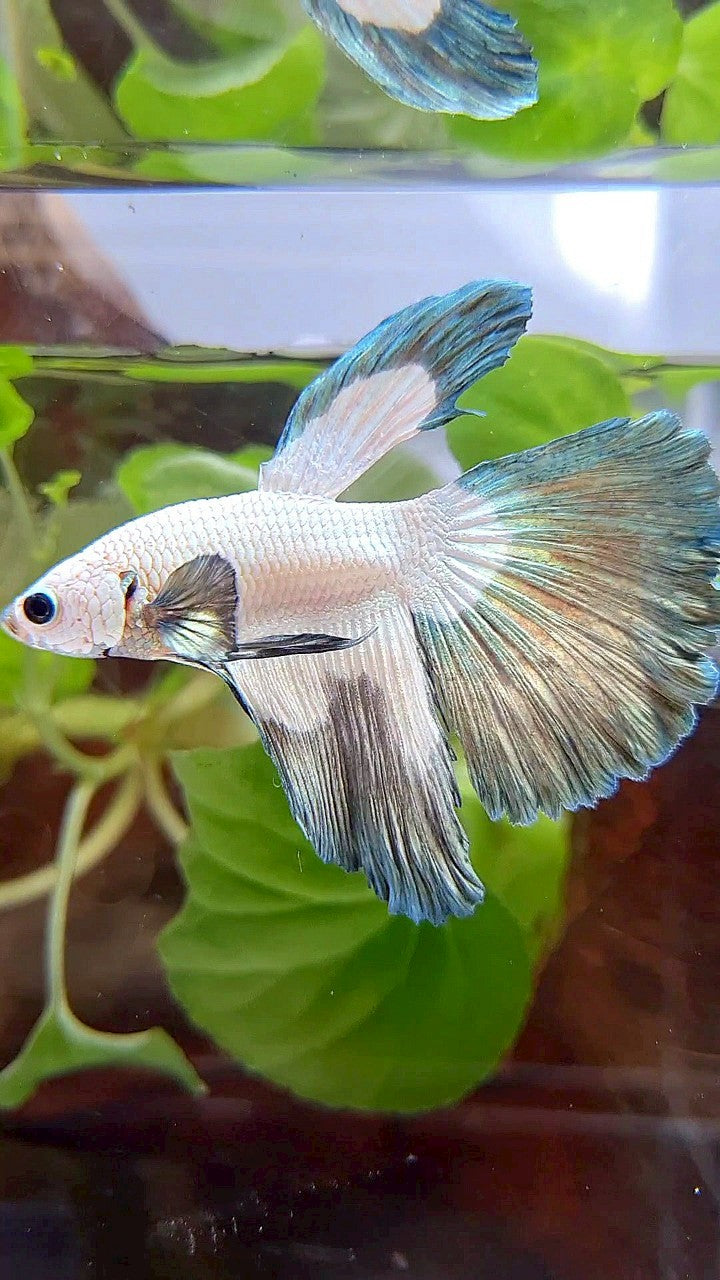 HALFMOON COPPER RIM BUTTERFLY BETTA FISH