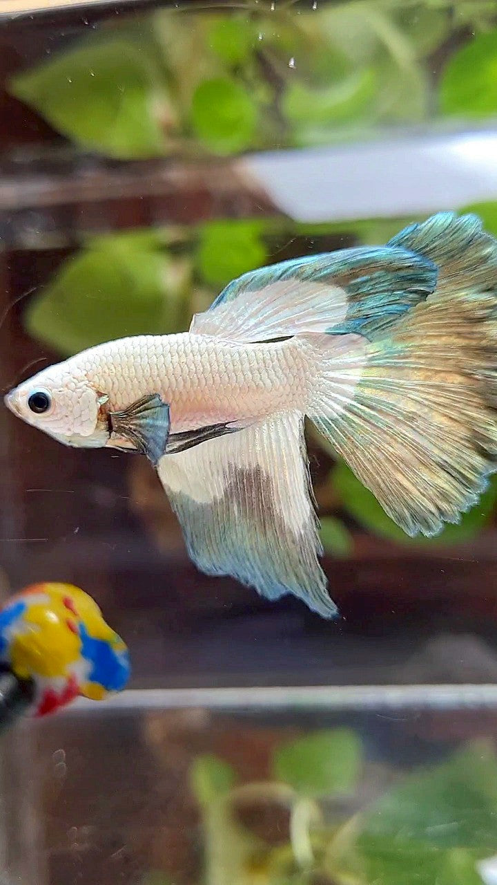 HALFMOON COPPER RIM BUTTERFLY BETTA FISH