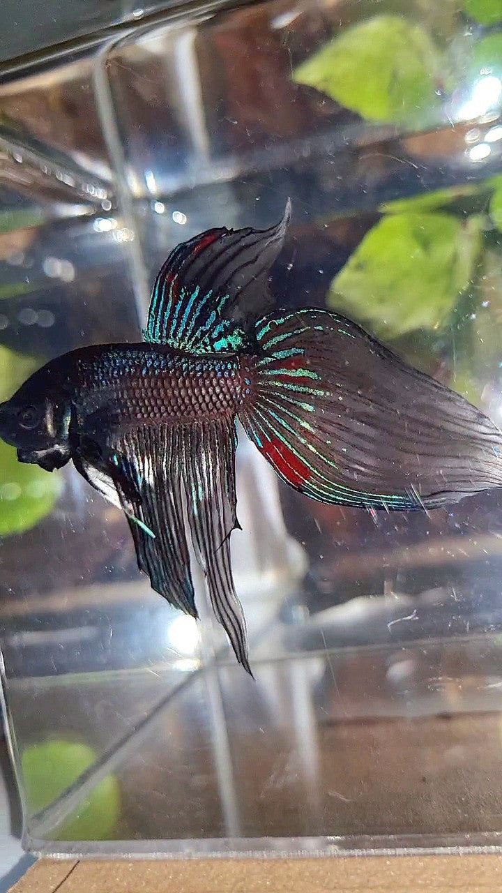 VEILTAIL BLACK AVATAR VARIATION BETTA FISH