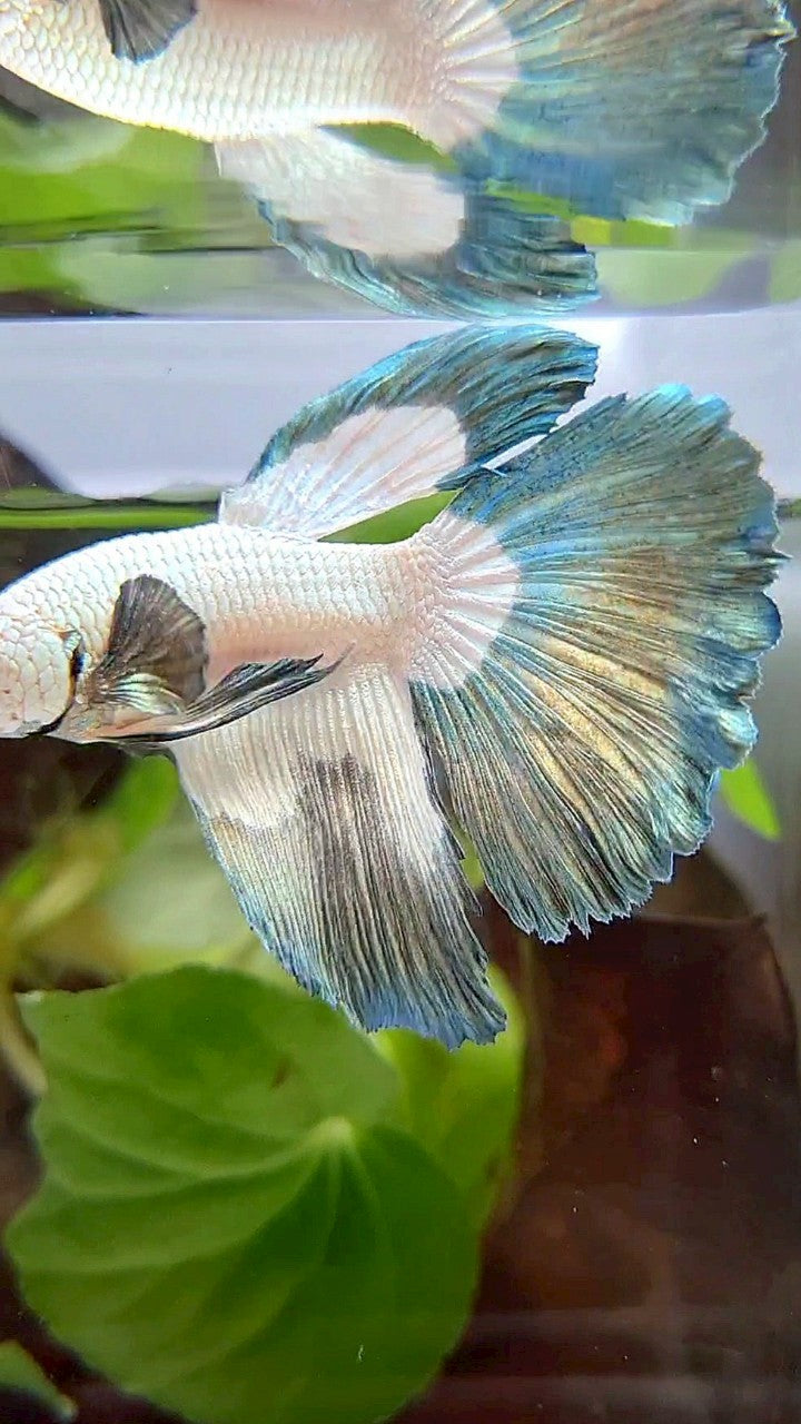 HALFMOON COPPER RIM BUTTERFLY BETTA FISH