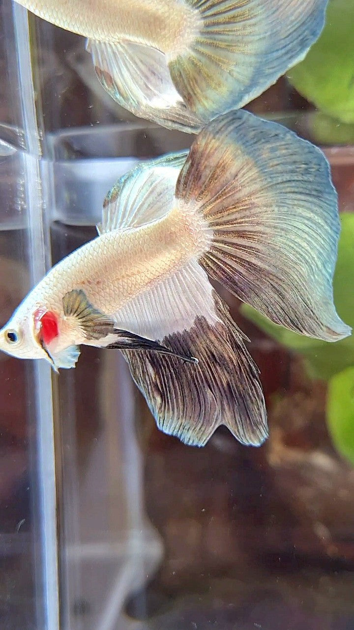 HALFMOON COPPER RIM BICOLOR PATTERN BETTA FISH