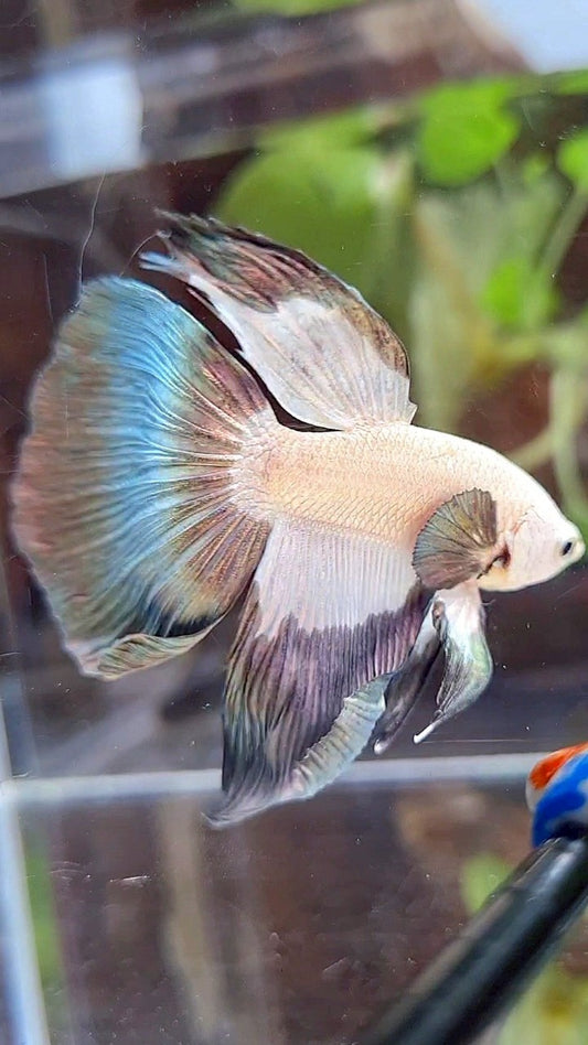 HALFMOON COPPER RIM BICOLOR PATTERN BETTA FISH