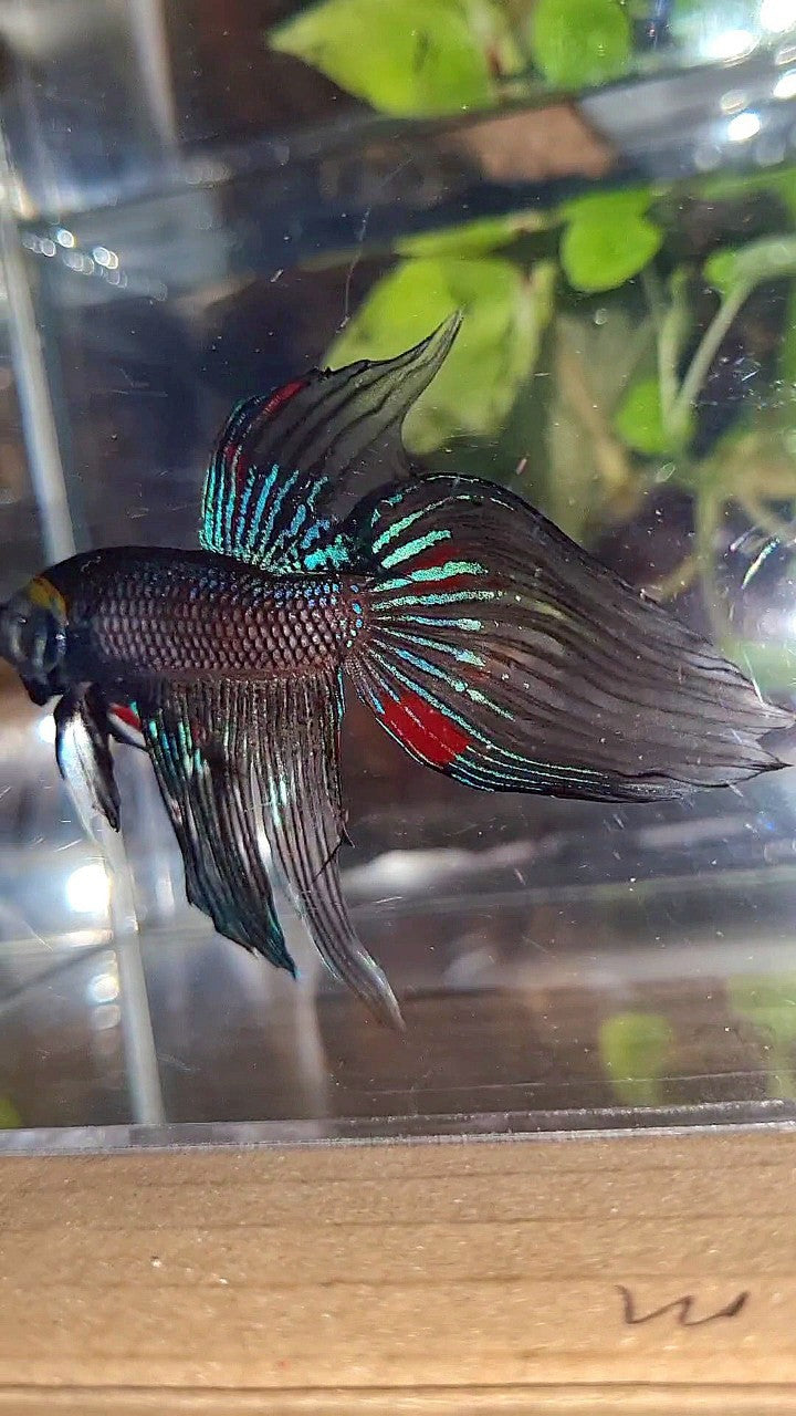 VEILTAIL BLACK AVATAR VARIATION BETTA FISH