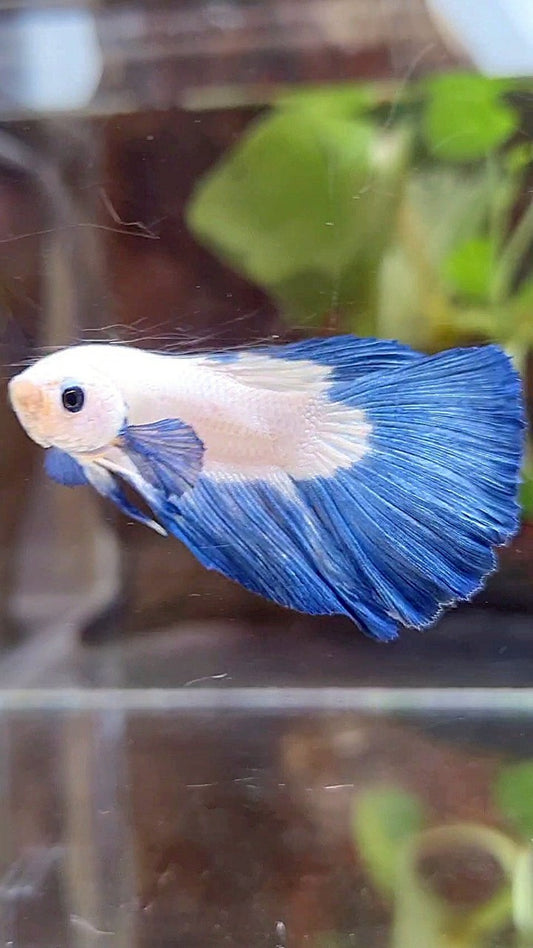 HALFMOON BLUE RIM BICOLOR BETTA FISH