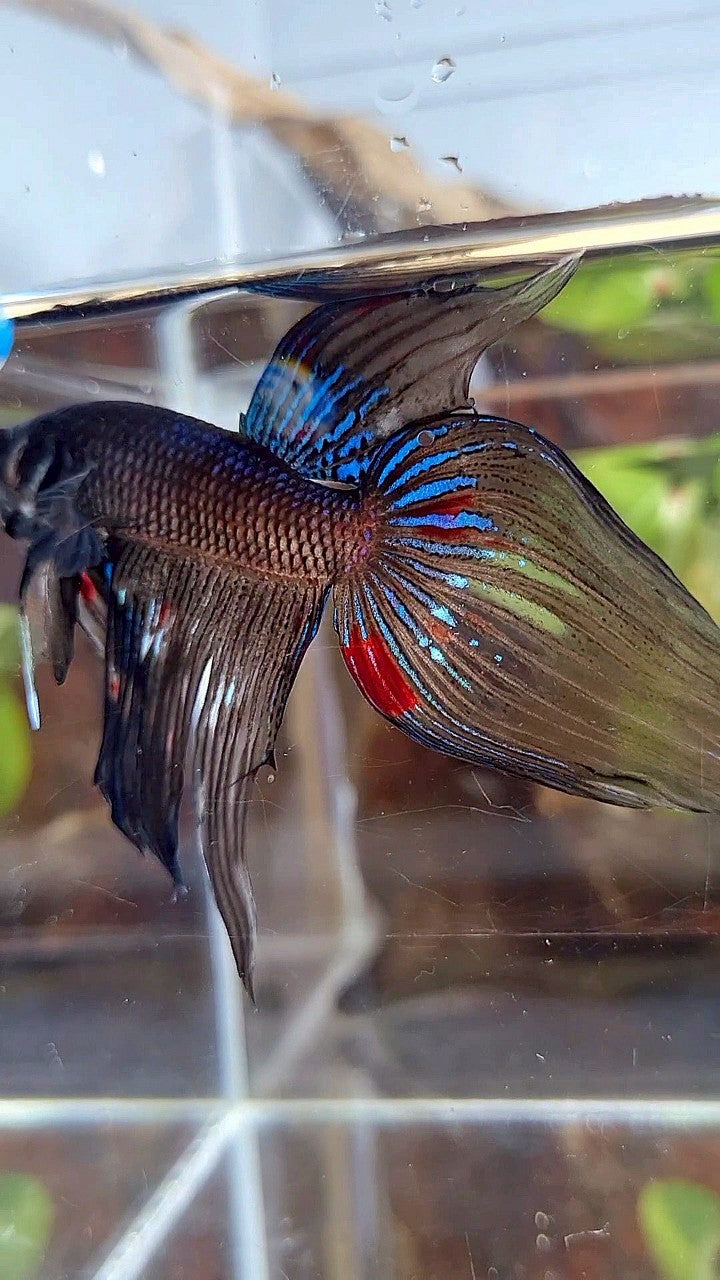 VEILTAIL BLACK AVATAR VARIATION BETTA FISH