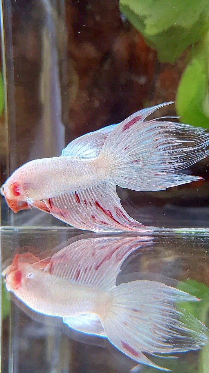 VEILTAIL FANCY ARMAGEDDON FLAMINGGO BETTA FISH