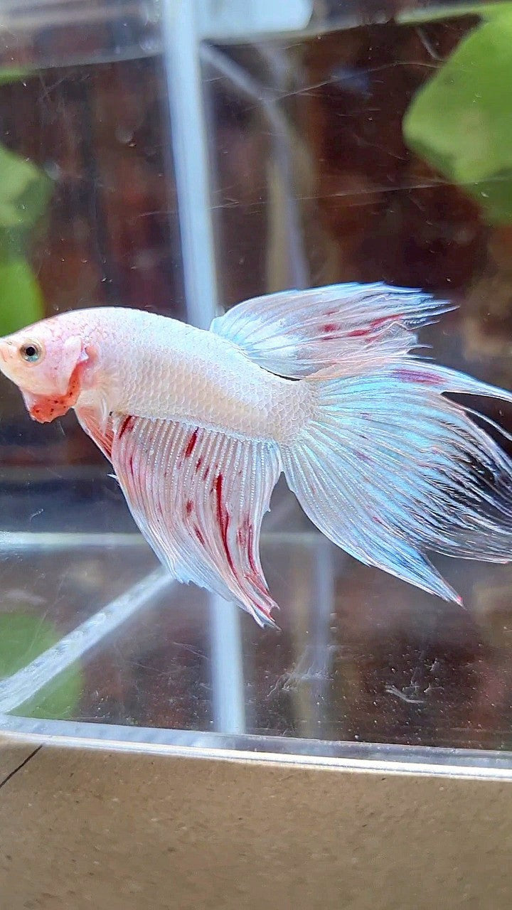 VEILTAIL FANCY ARMAGEDDON FLAMINGGO BETTA FISH