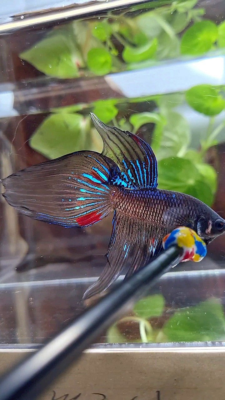 VEILTAIL BLACK AVATAR VARIATION BETTA FISH
