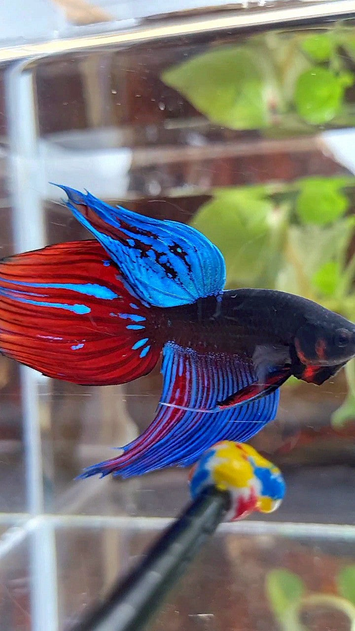 VEILTAIL BLACK SAPPHIRE AVATAR BLUE RED GREEN BETTA FISH