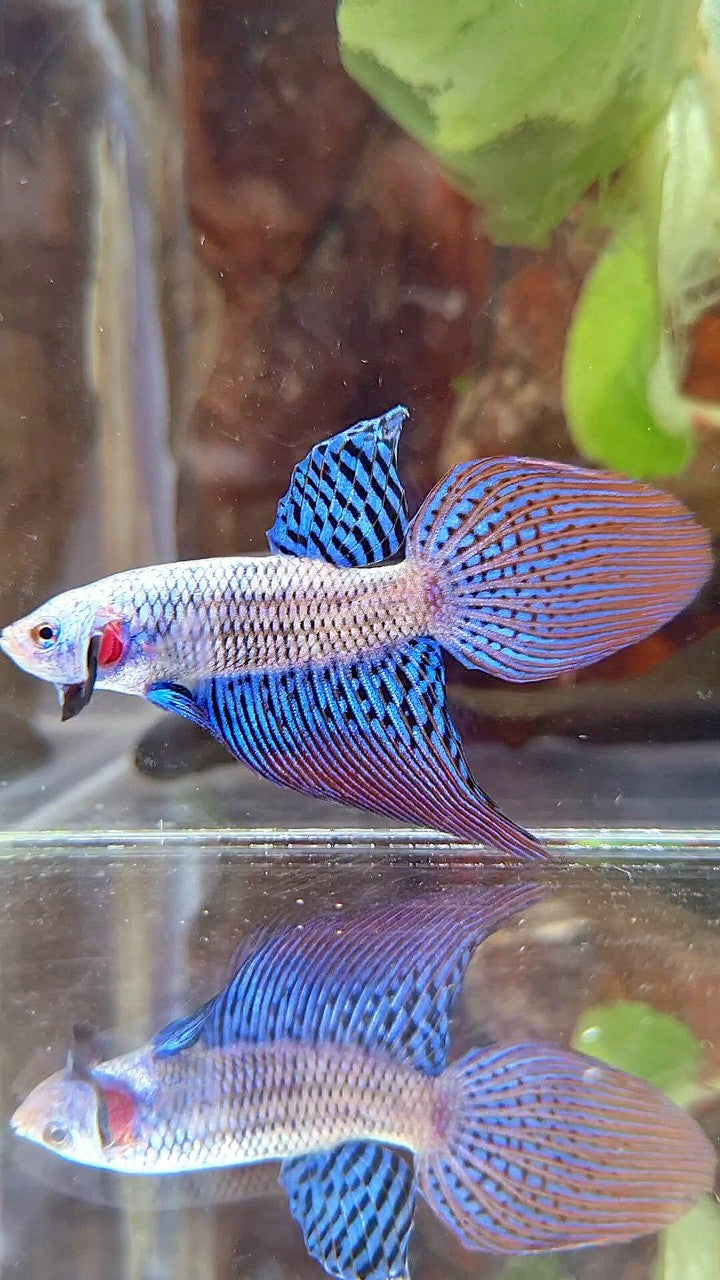 VEILTAIL ALIEN BLUE HYBRID WILD BETTA FISH