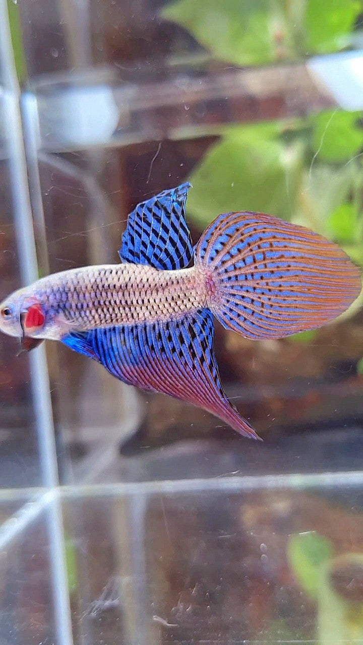 VEILTAIL ALIEN BLUE HYBRID WILD BETTA FISH