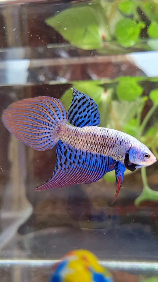 VEILTAIL ALIEN BLUE HYBRID WILD BETTA FISH