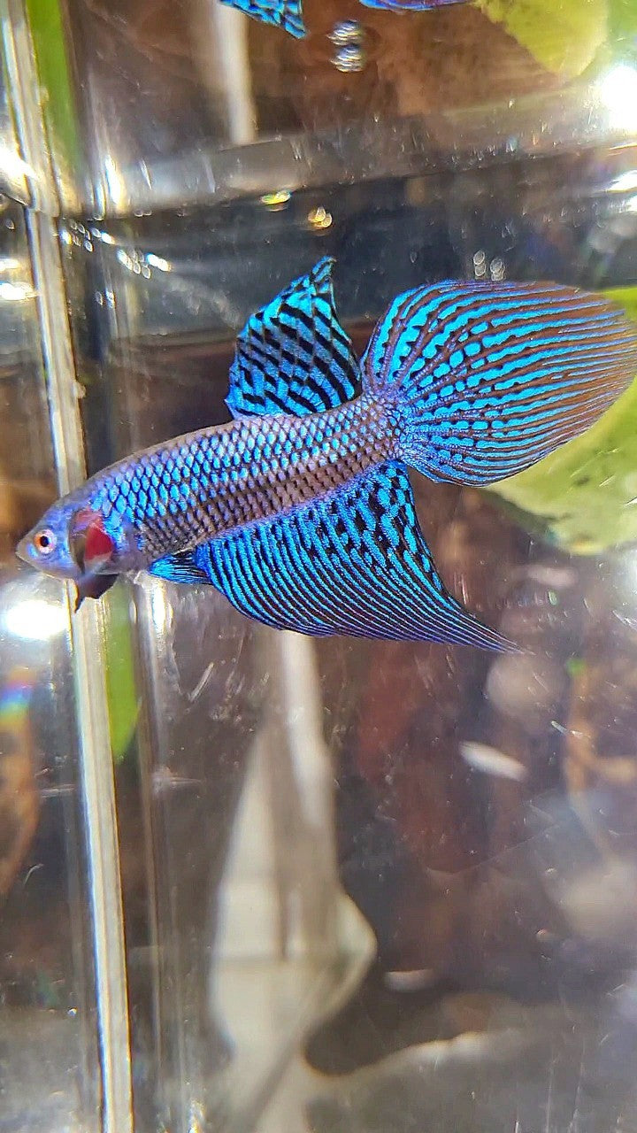 VEILTAIL ALIEN BLUE HYBRID WILD BETTA FISH