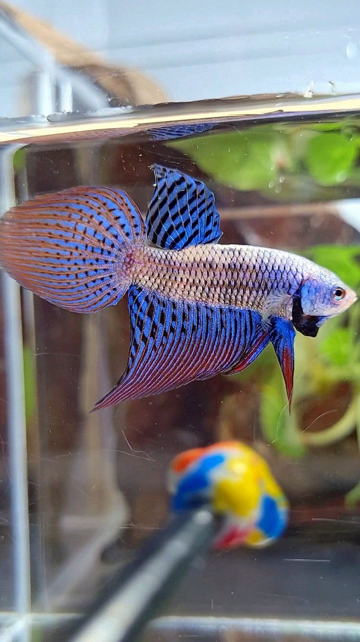 VEILTAIL ALIEN BLUE HYBRID WILD BETTA FISH