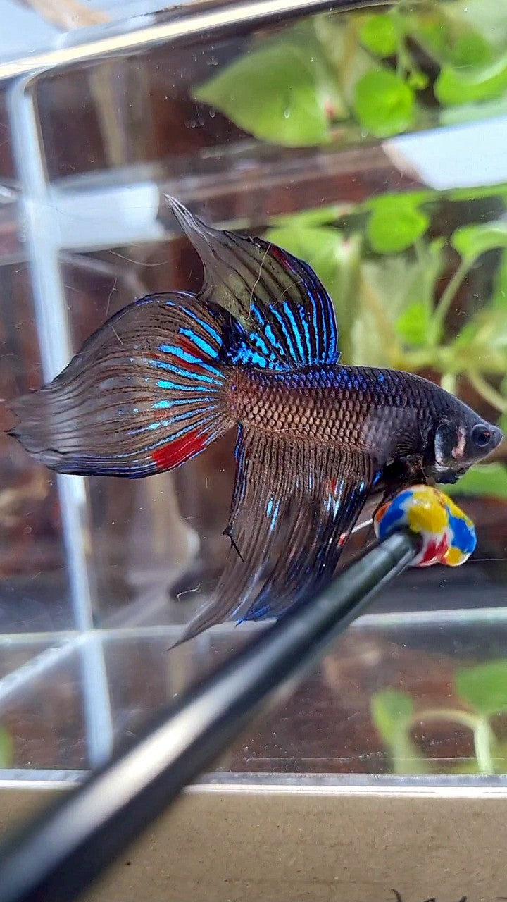 VEILTAIL BLACK AVATAR VARIATION BETTA FISH