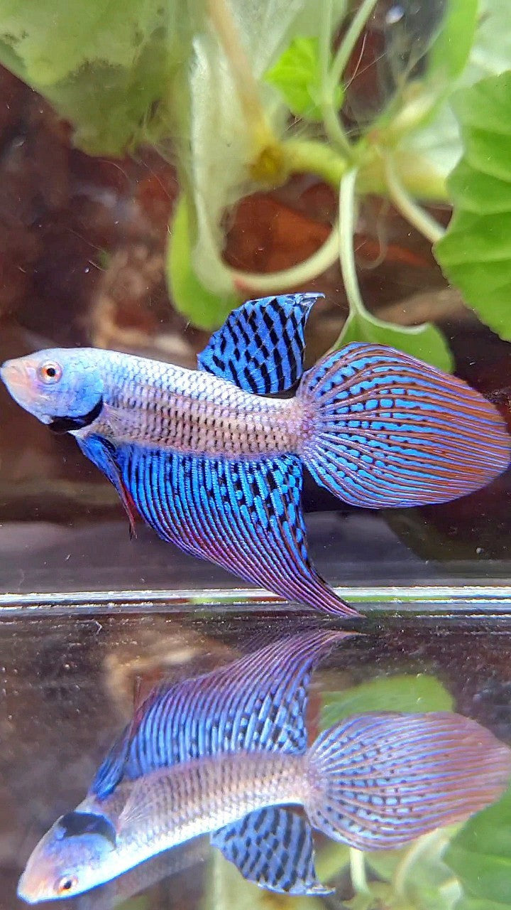 VEILTAIL ALIEN BLUE HYBRID WILD BETTA FISH