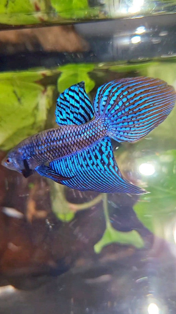 VEILTAIL ALIEN BLUE HYBRID WILD BETTA FISH