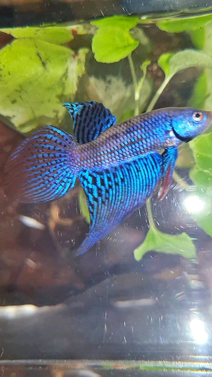 VEILTAIL ALIEN BLUE HYBRID WILD BETTA FISH