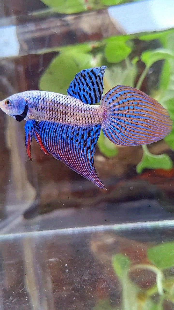 VEILTAIL ALIEN BLUE HYBRID WILD BETTA FISH