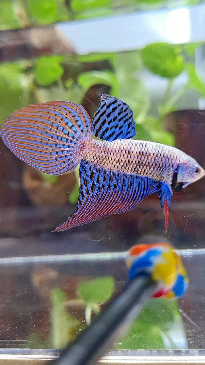 VEILTAIL ALIEN BLUE HYBRID WILD BETTA FISH