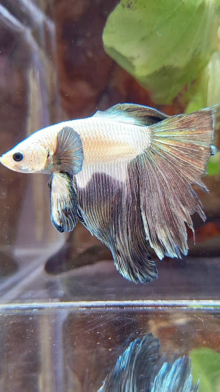 HALFMOON ROSETAIL BIG EAR COPPER RIM BICOLOR BETTA FISH