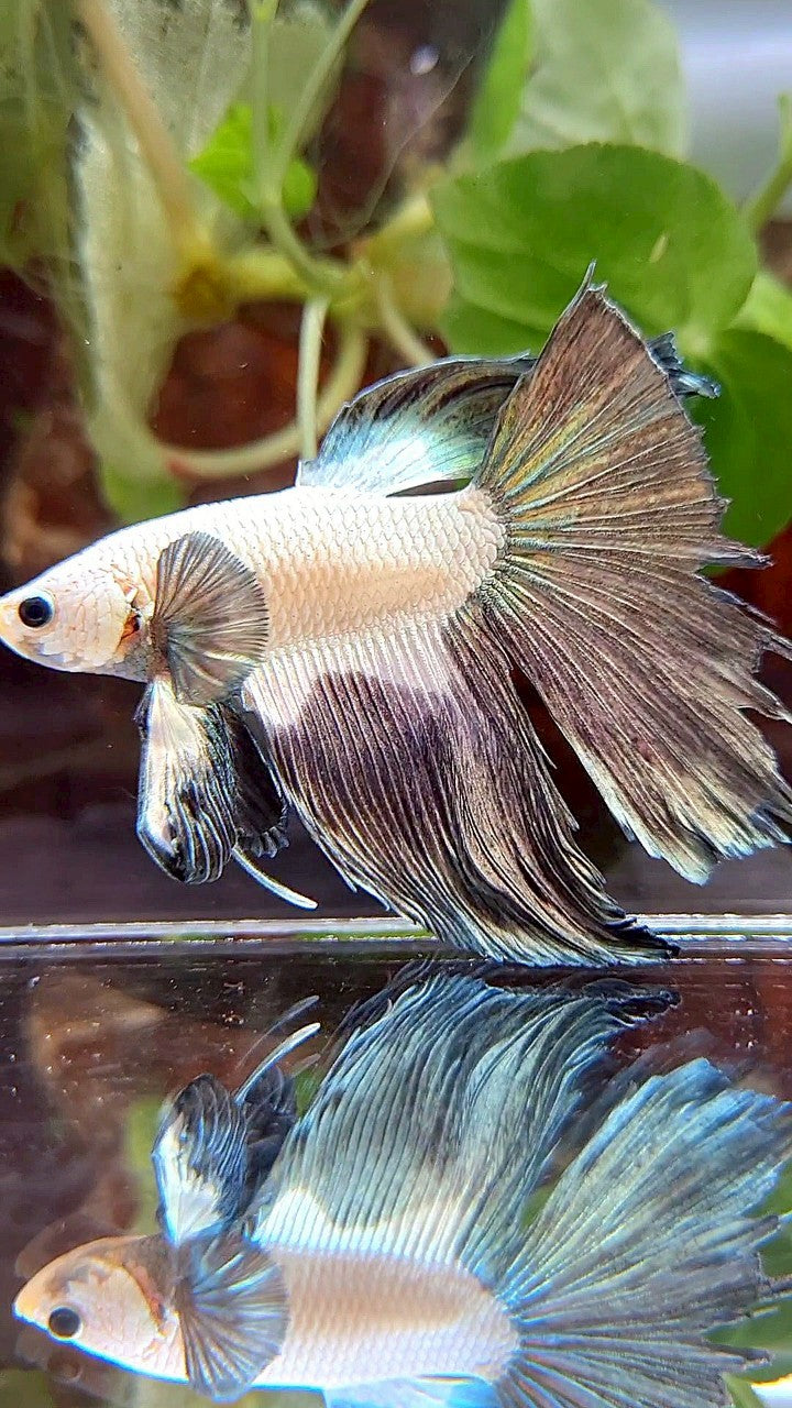 HALFMOON ROSETAIL BIG EAR COPPER RIM BICOLOR BETTA FISH