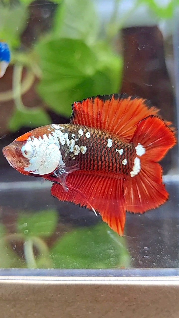 PLAKAT DOUBLE TAIL BLACK MAMBA SNOW MASKING RED BETTA FISH