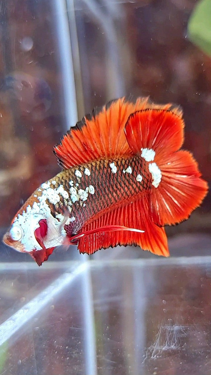 PLAKAT DOUBLE TAIL BLACK MAMBA SNOW MASKING RED BETTA FISH