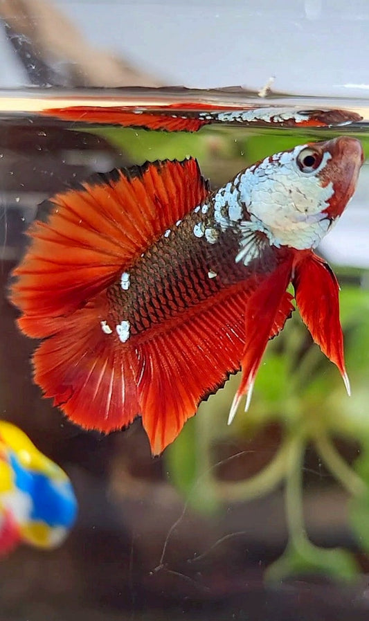 PLAKAT DOUBLE TAIL BLACK MAMBA SNOW MASKING RED BETTA FISH