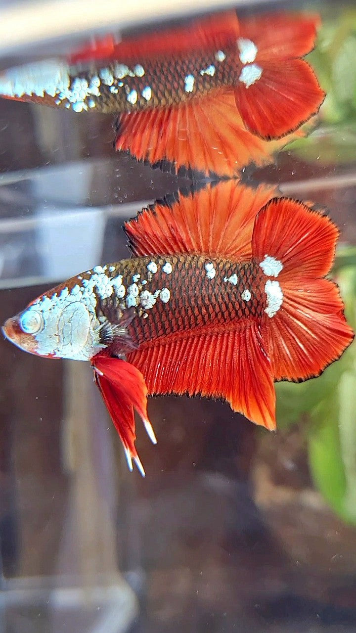 PLAKAT DOUBLE TAIL BLACK MAMBA SNOW MASKING RED BETTA FISH