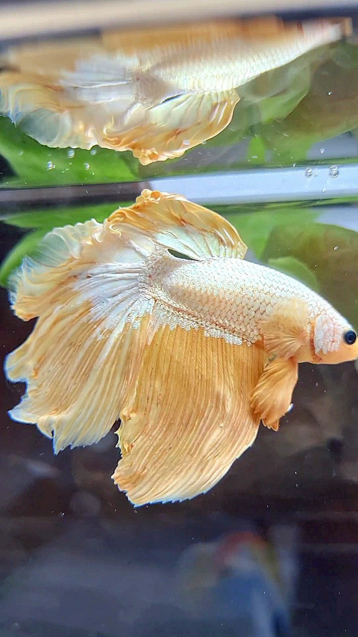 HALFMOON ROSETAIL YELLOW DRAGON BETTA FISH