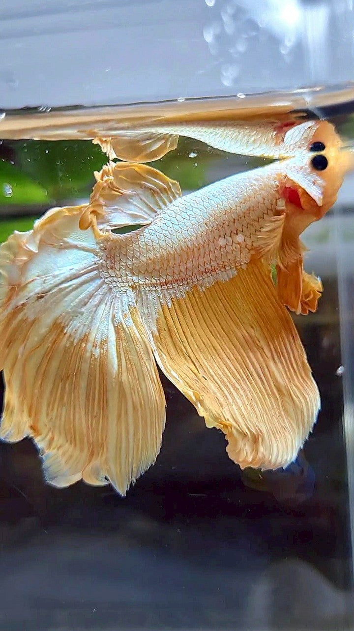 HALFMOON ROSETAIL YELLOW DRAGON BETTA FISH