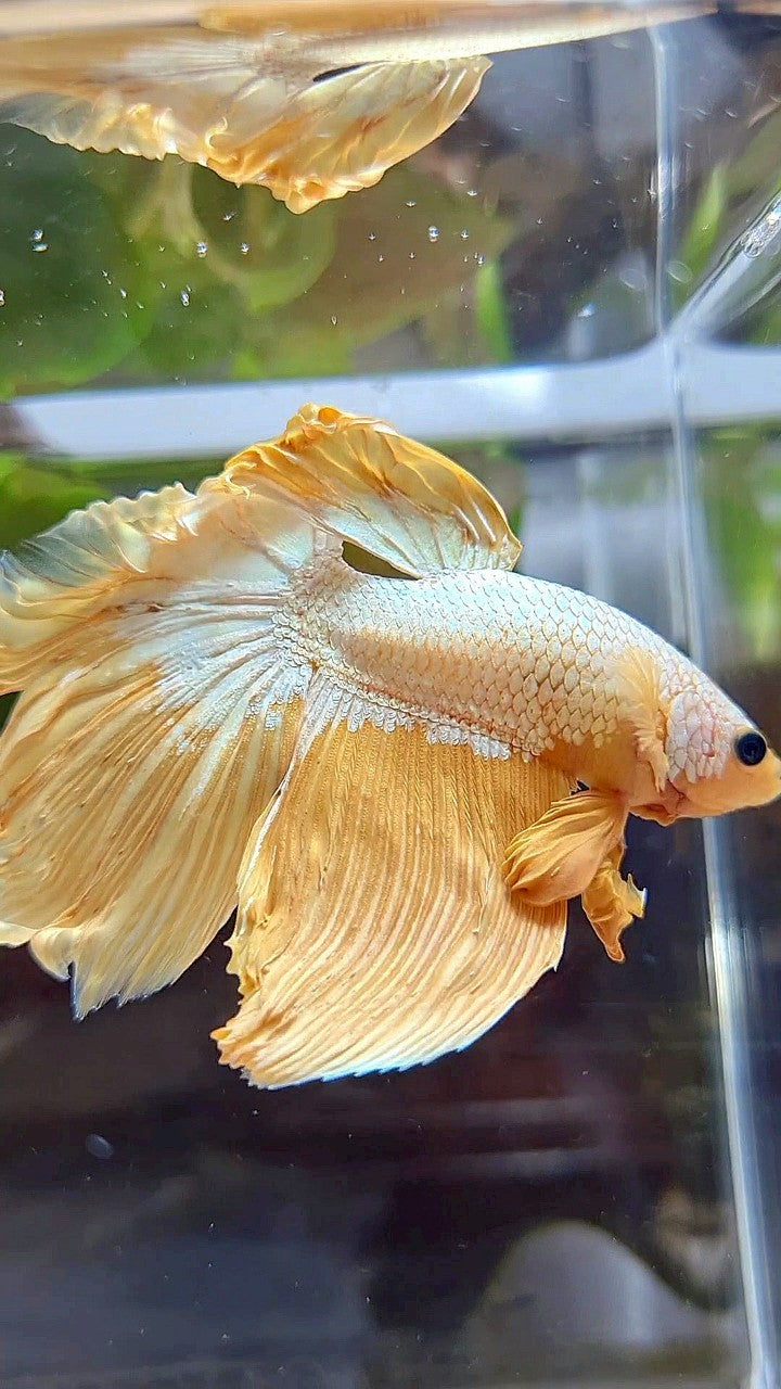 HALFMOON ROSETAIL YELLOW DRAGON BETTA FISH