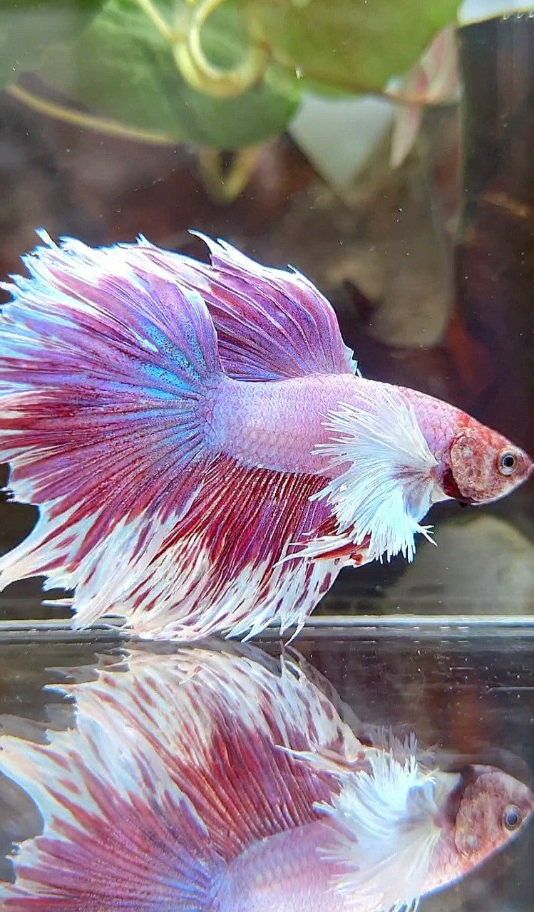 HALFMOON DUMBO EAR PURPLE BUTTERFLY BETTA FISH