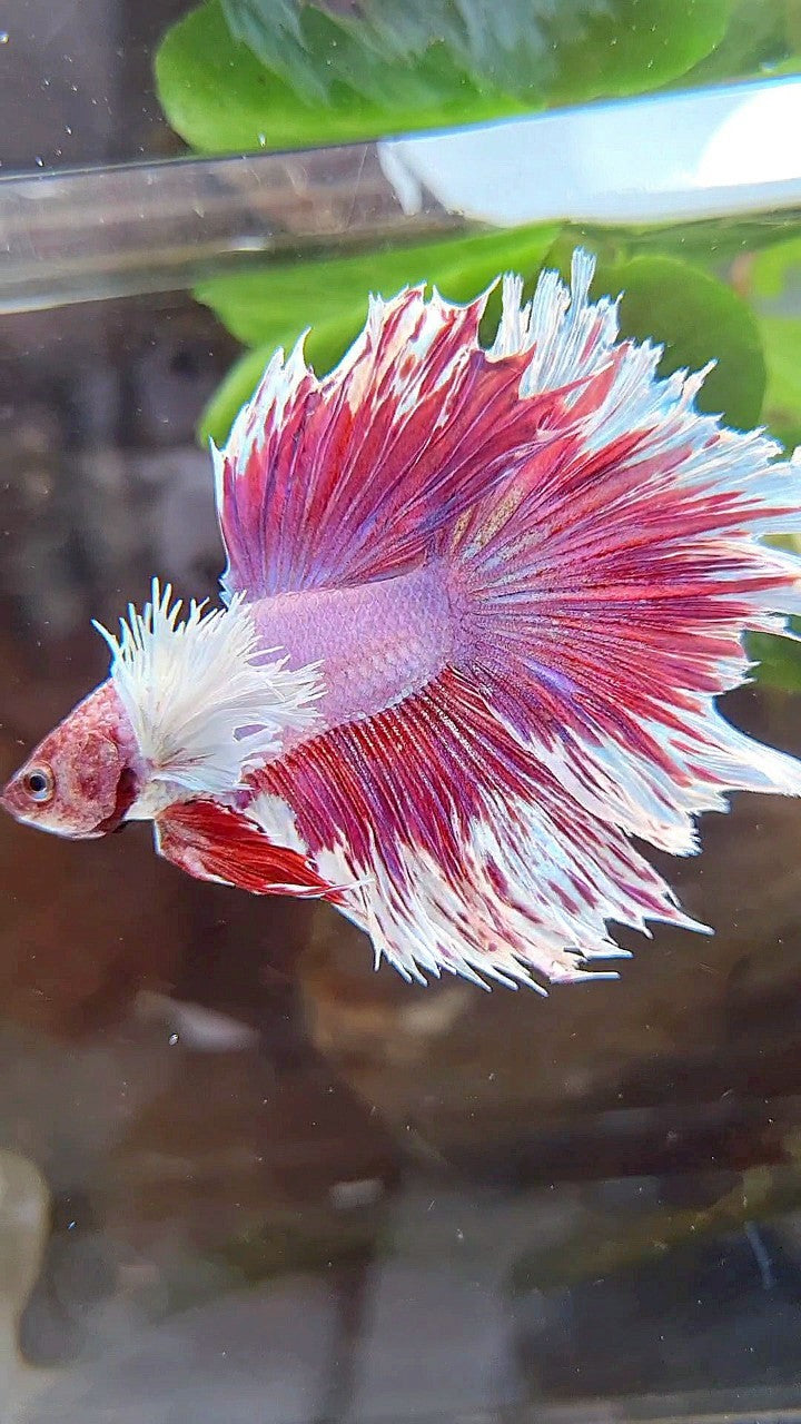 HALFMOON DUMBO EAR PURPLE BUTTERFLY BETTA FISH